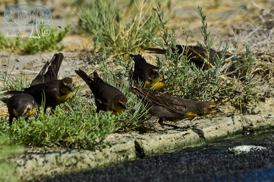 Yellow-Headed Blackbird - Xanthocephalus xanthocephalus