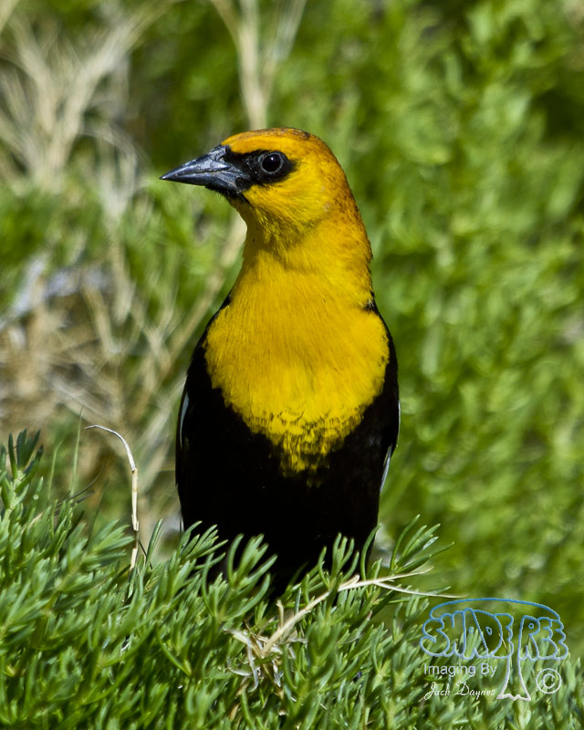 Yellow-Headed Blackbird - Xanthocephalus xanthocephalus