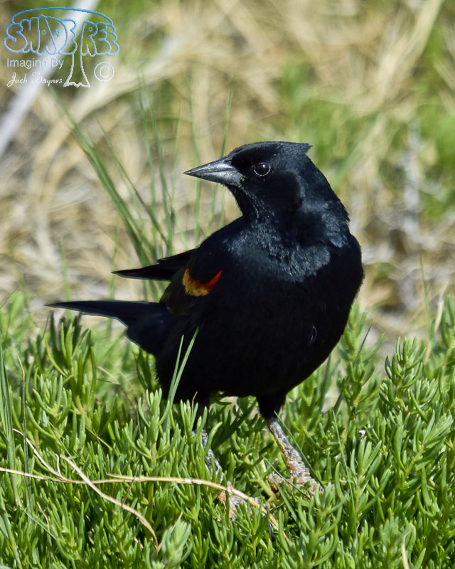 Red-Winged Blackbird - Agelaius phoeniceus