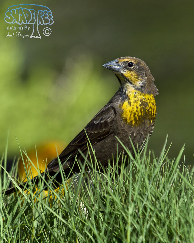 Yellow-Headed Blackbird - Xanthocephalus xanthocephalus