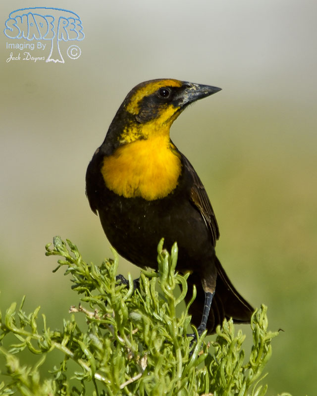 Yellow-Headed Blackbird - Xanthocephalus xanthocephalus
