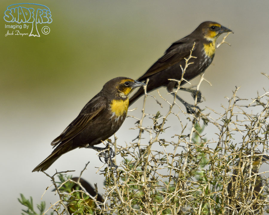 Yellow-Headed Blackbird - Xanthocephalus xanthocephalus