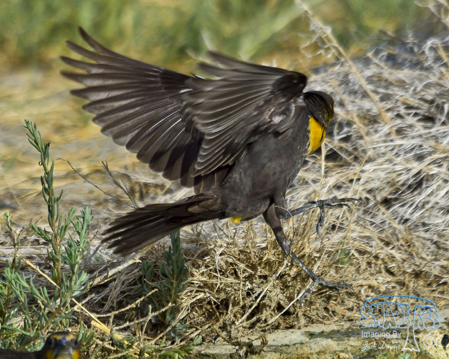 Yellow-Headed Blackbird - Xanthocephalus xanthocephalus