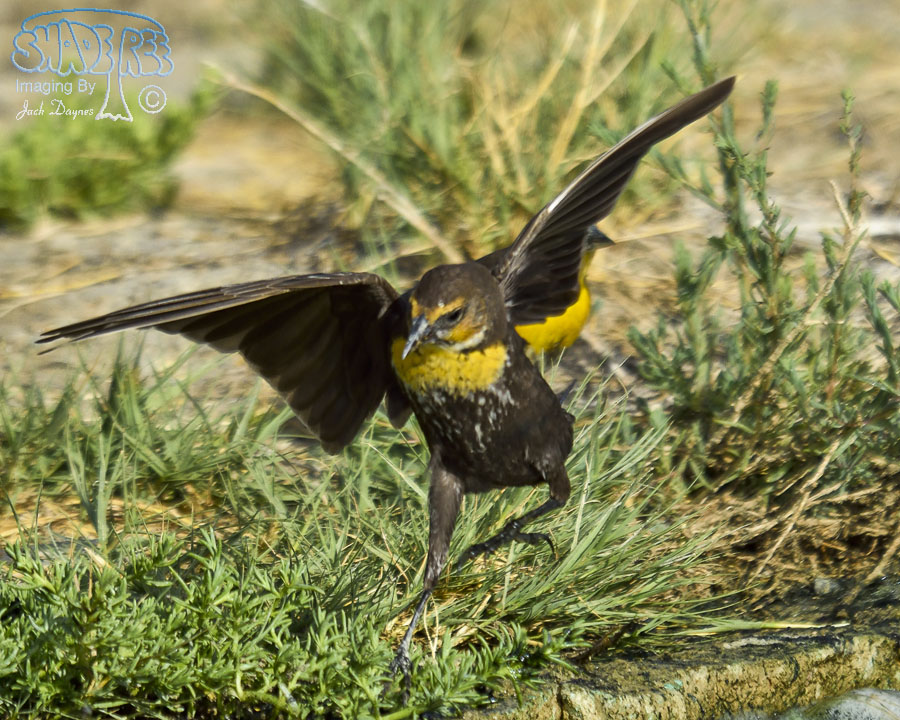 Yellow-Headed Blackbird - Xanthocephalus xanthocephalus