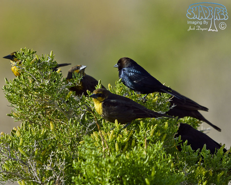 Brown-Headed Cowbird - Molothrus ater