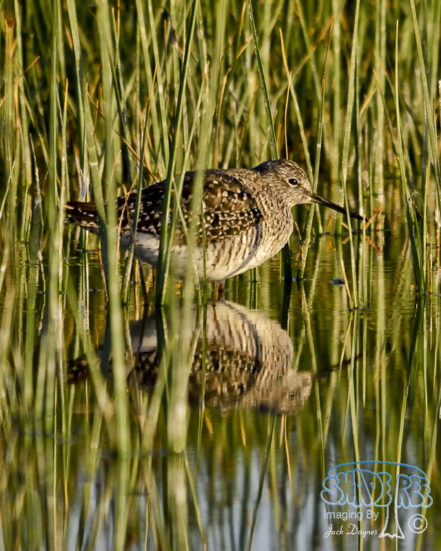 Lesser Yellowlegs - Tringa flavipes
