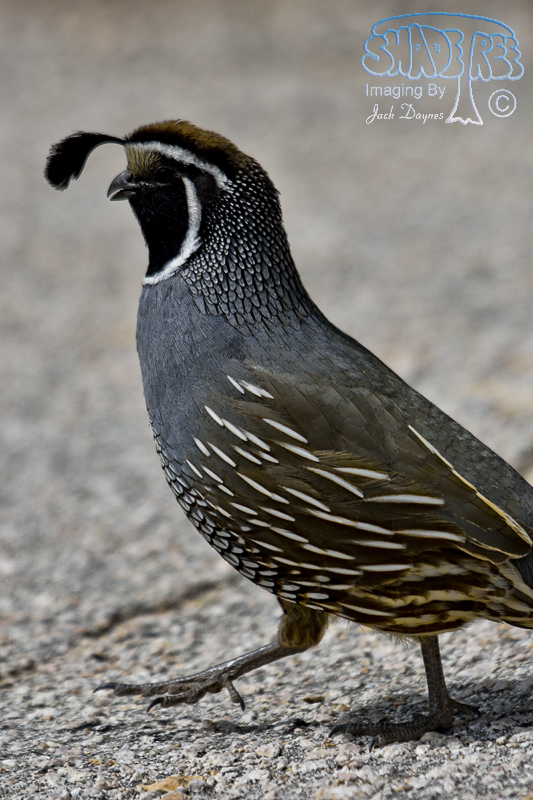 California Quail - Callipepla californica