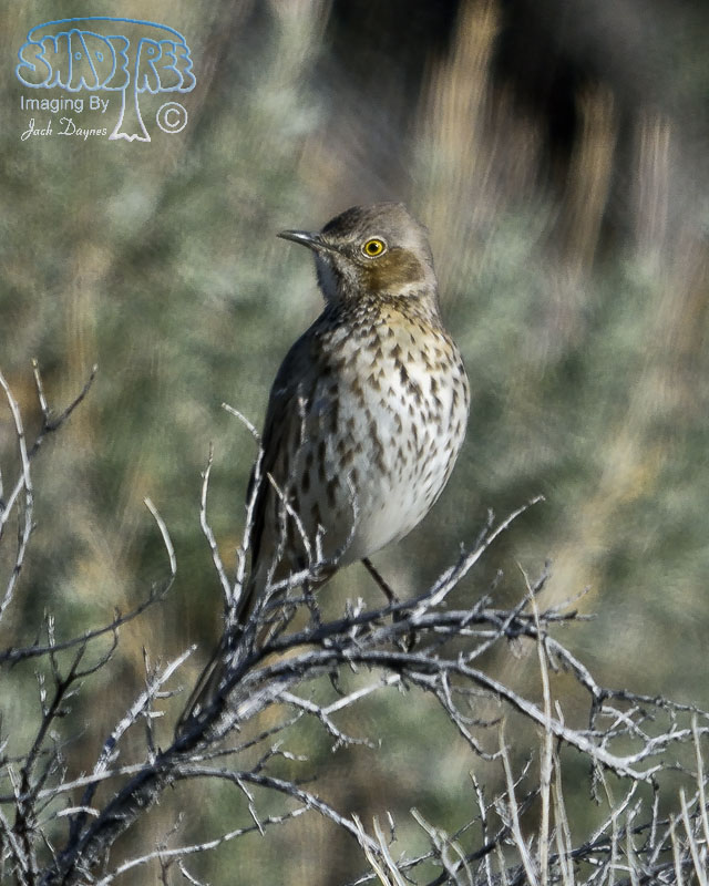 Sage Thrasher - Oreoscoptes montanus