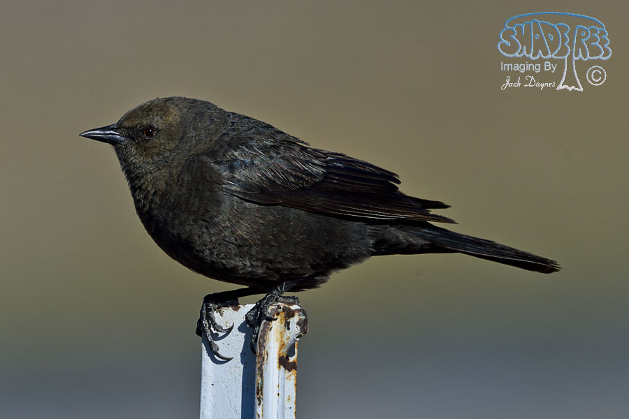 Brewer's Blackbird - Euphagus cyanocephalus