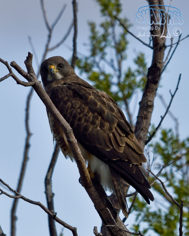 Swainson's Hawk - Buteo swainsoni