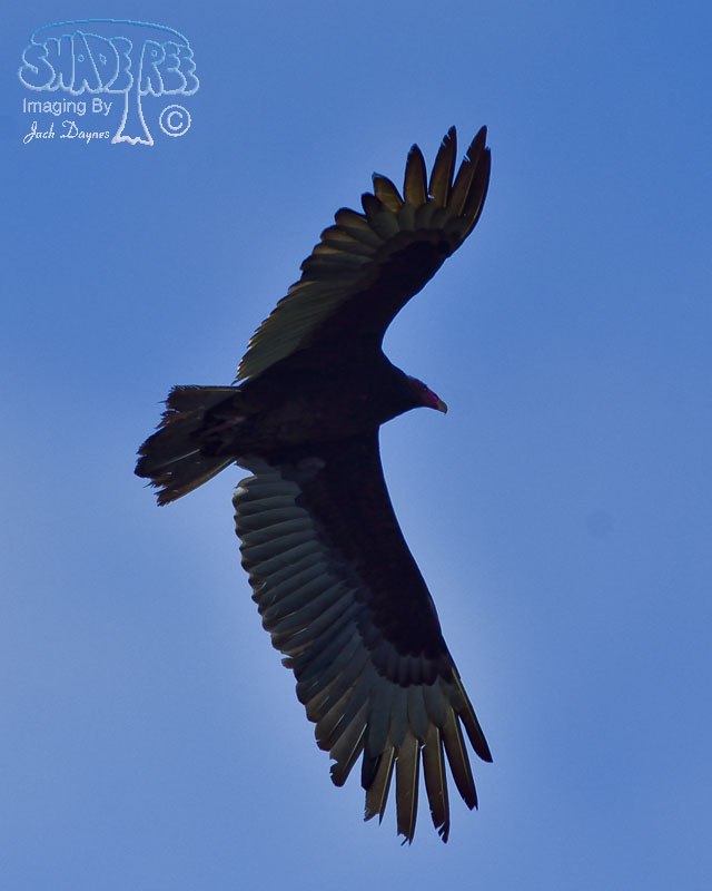 Turkey Vulture - Cathartes aura