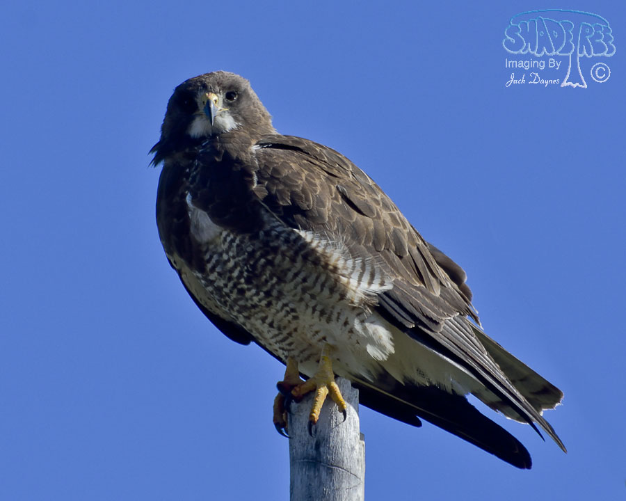 Swainson's Hawk - Buteo swainsoni