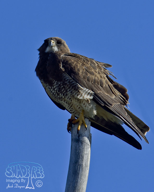 Swainson's Hawk - Buteo swainsoni