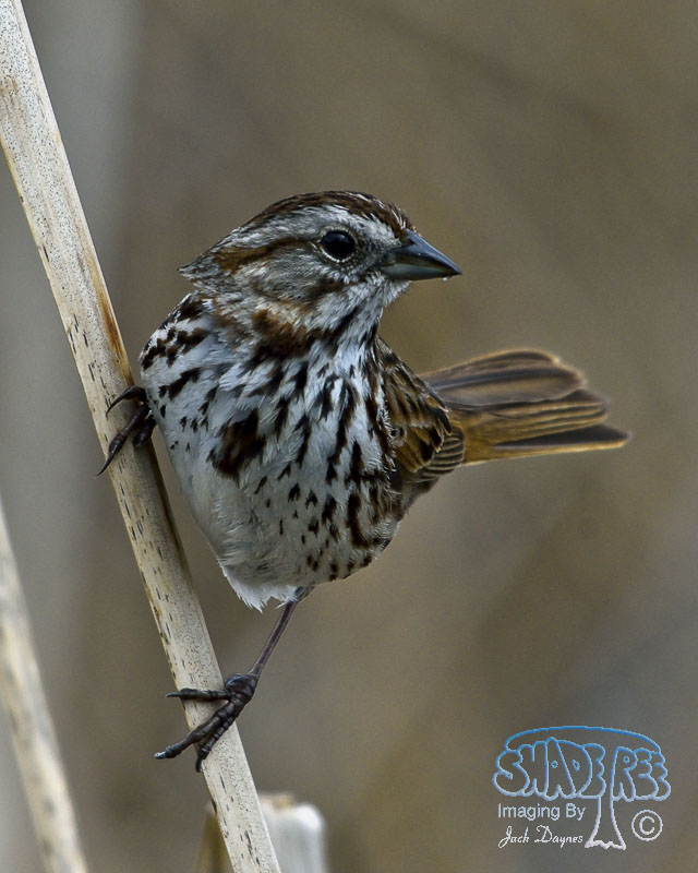 Song Sparrow - Melospiza melodia
