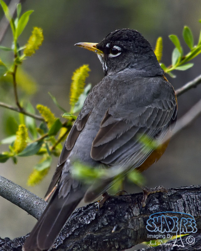 American Robin - Turdus migratorius