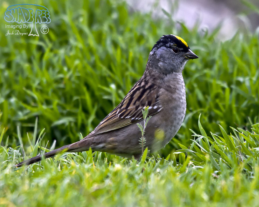 Golden-Crowned Sparrow - Zonotrichia atricapilla