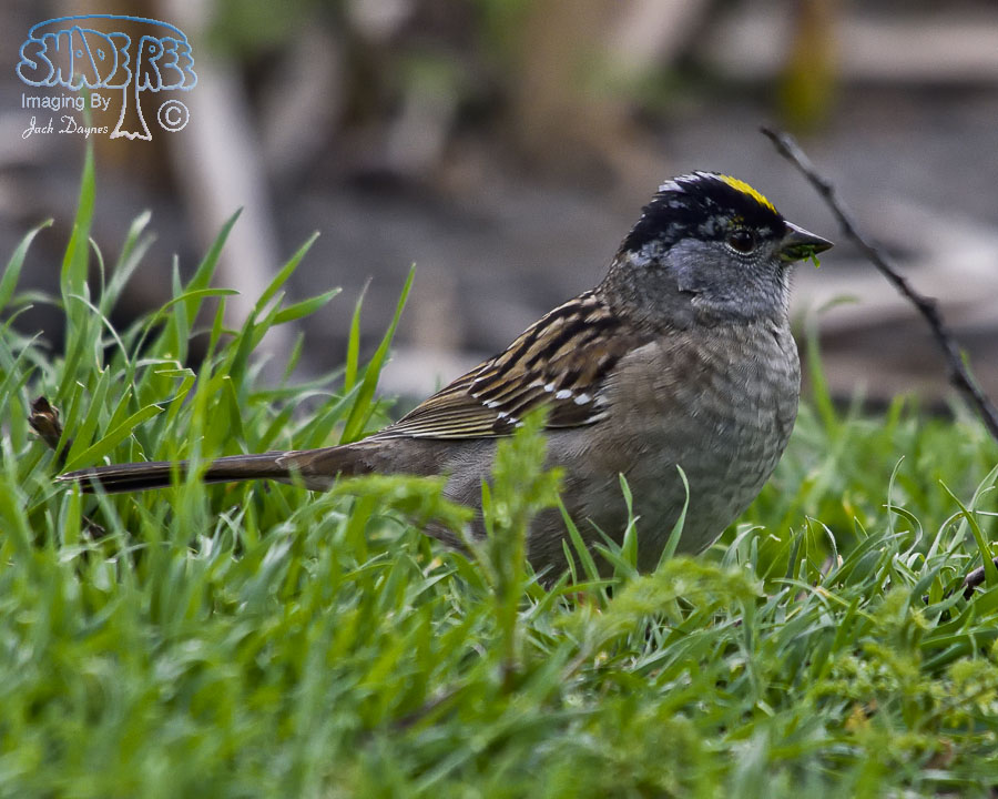 Golden-Crowned Sparrow - Zonotrichia atricapilla