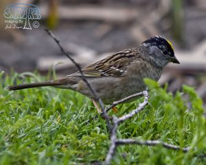 2016-04-23 Saturday Carson City to Tule Lake