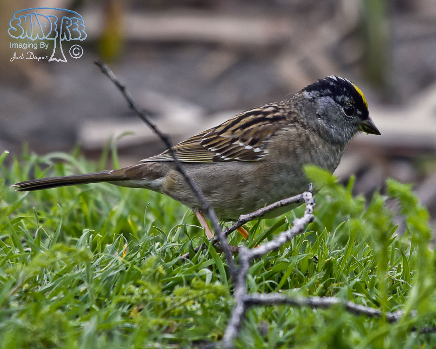 Golden-Crowned Sparrow - Zonotrichia atricapilla