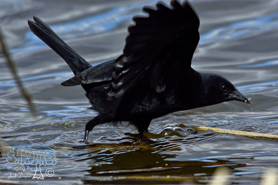 Red-Winged Blackbird - Agelaius phoeniceus