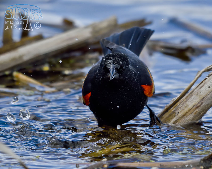 Red-Winged Blackbird - Agelaius phoeniceus