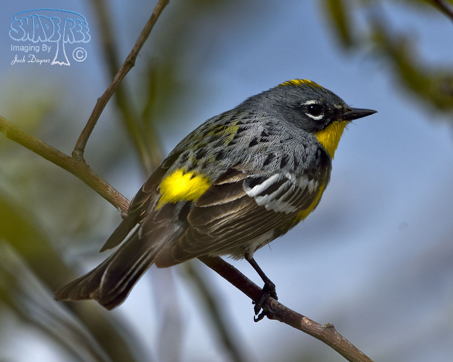 Yellow-Rumped Warbler - Setophaga coronata auduboni