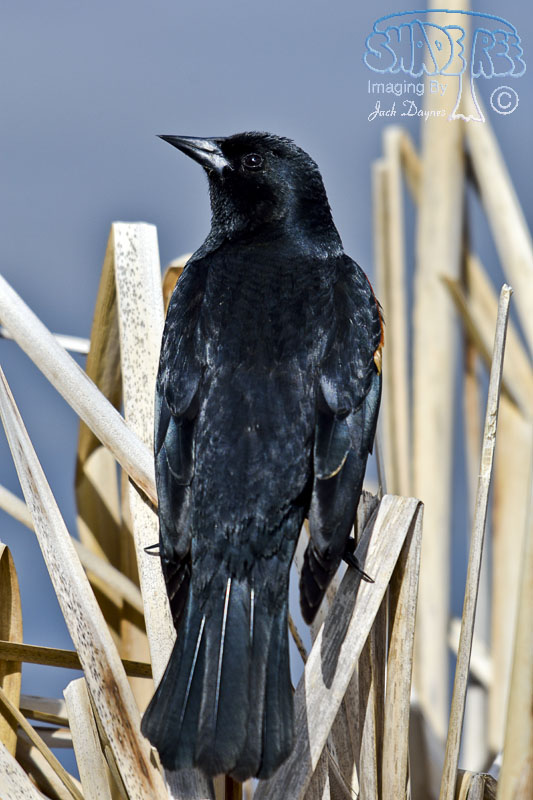 Red-Winged Blackbird - Agelaius phoeniceus