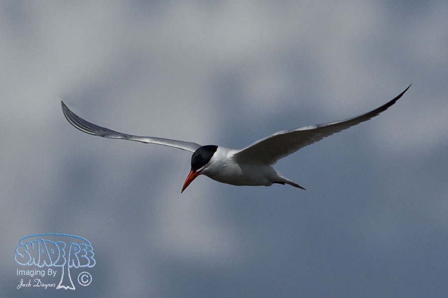 Caspian Tern - Hydroprogne caspia