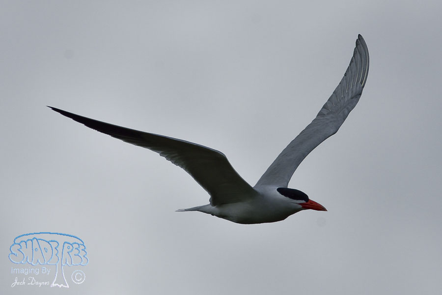 Caspian Tern - Hydroprogne caspia
