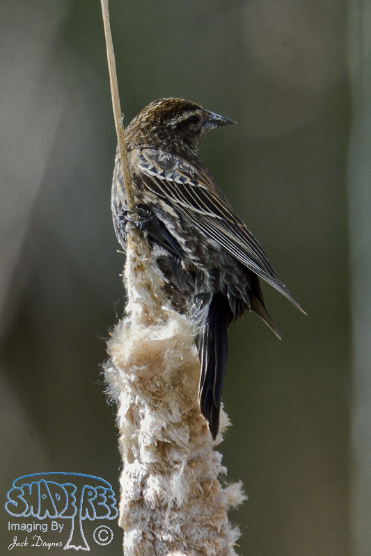 Red-Winged Blackbird - Agelaius phoeniceus