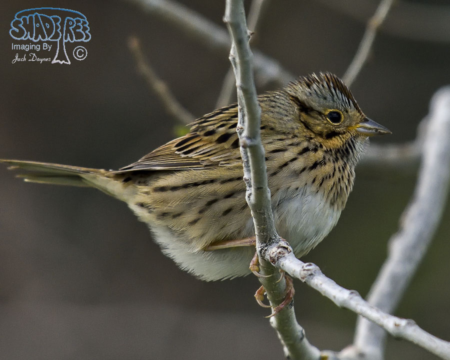 Lincoln's Sparrow - Melospiza lincolnii