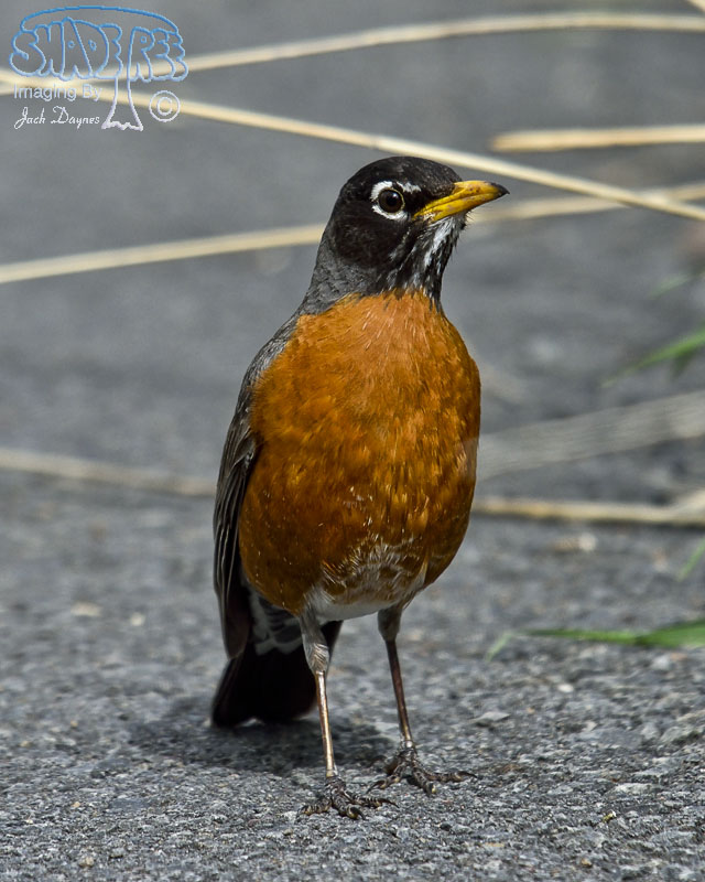 American Robin - Turdus migratorius