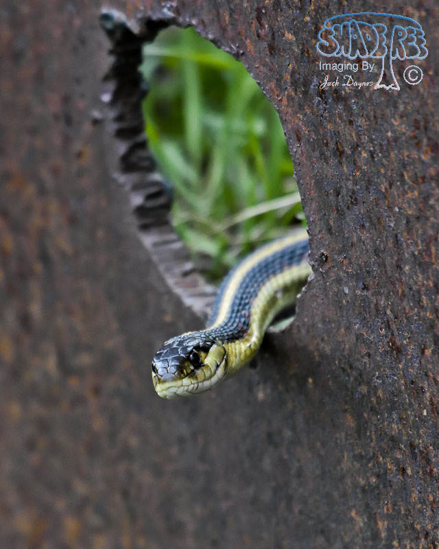 Garter Snake - Thamnophis elegans biscutatus