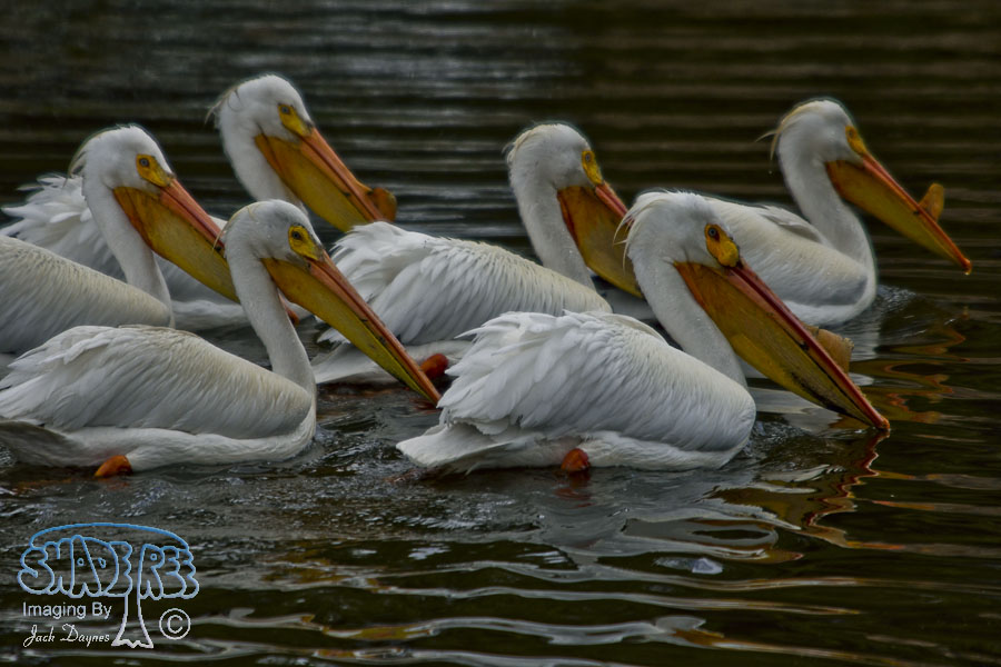 American White Pelican - Pelecanus erythrorhynchos