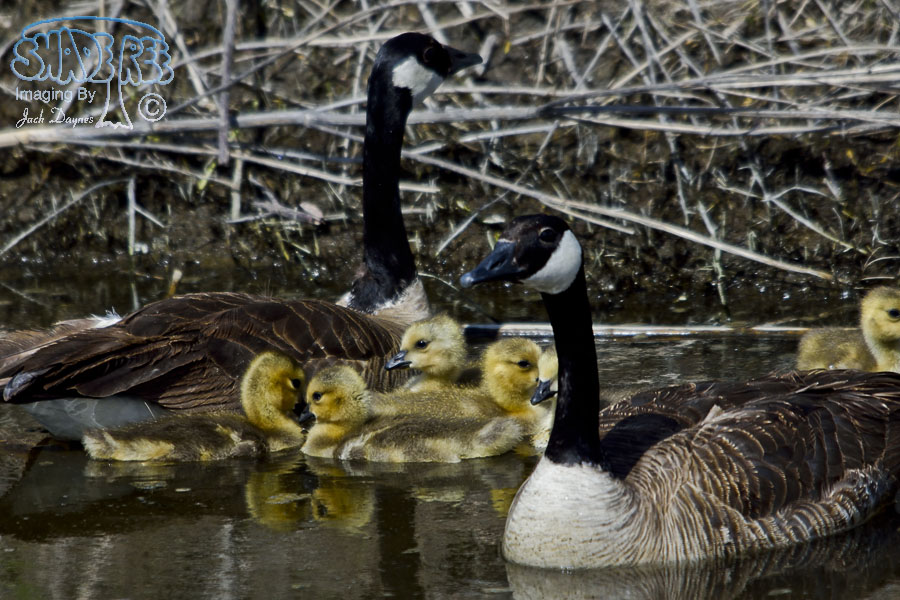 Canada Goose - Branta canadensis