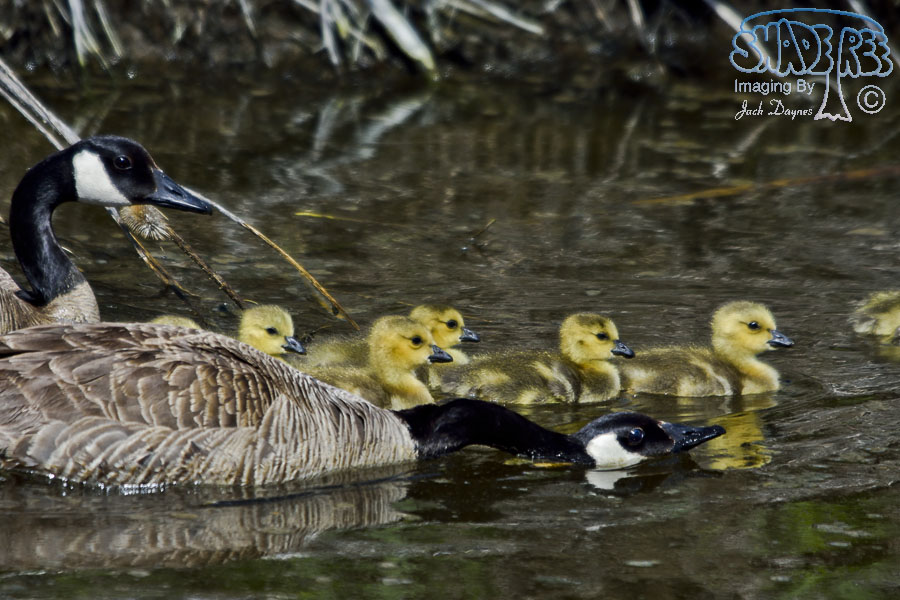 Canada Goose - Branta canadensis