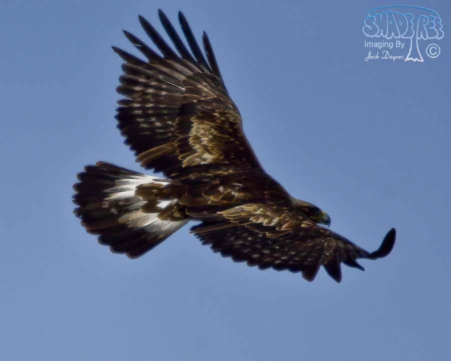 Golden Eagle - Aquila chrysaetos
