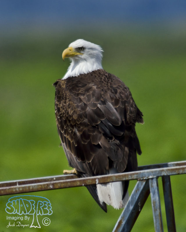 Bald Eagle - Haliaeetus leucocephalus
