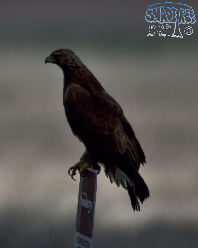 Golden Eagle - Aquila chrysaetos