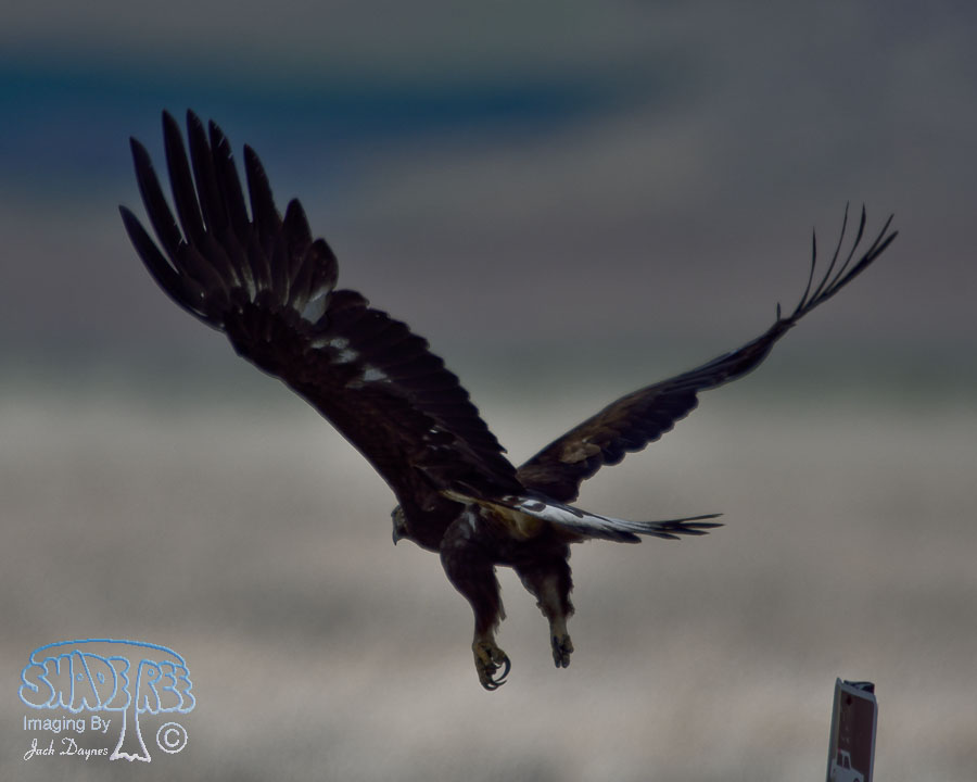 Golden Eagle - Aquila chrysaetos