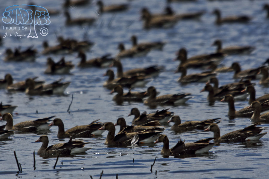 Greater White-Fronted Goose - Anser albifrons