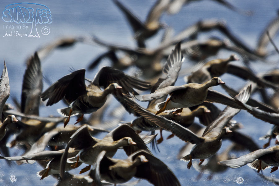 Greater White-Fronted Goose - Anser albifrons