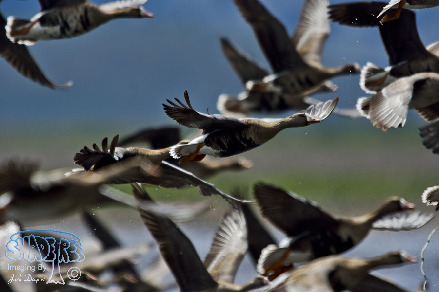 Greater White-Fronted Goose - Anser albifrons
