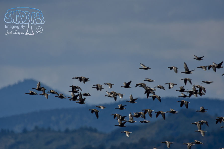 Greater White-Fronted Goose - Anser albifrons
