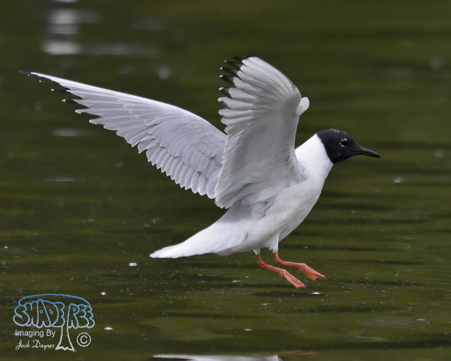 Bonaparte's Gull - Chroicocephalus philadelphia