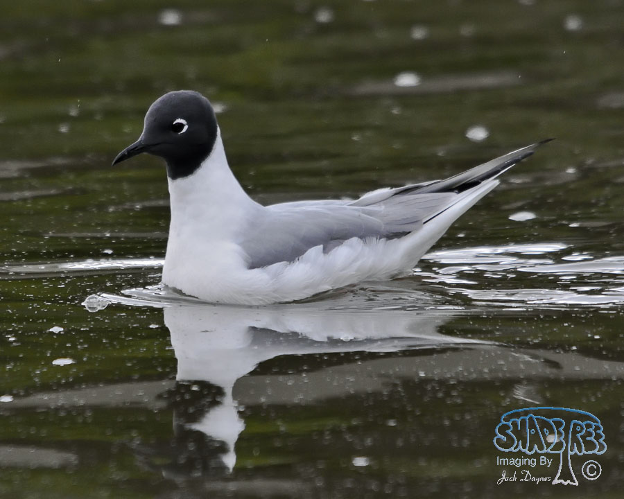 Bonaparte's Gull - Chroicocephalus philadelphia