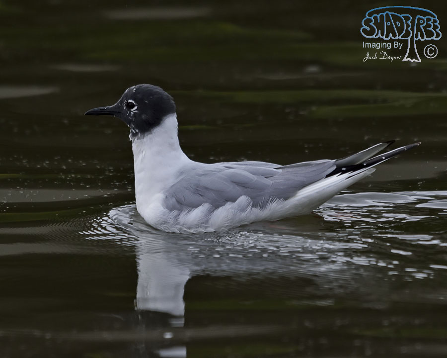 Bonaparte's Gull - Larus philadelphia