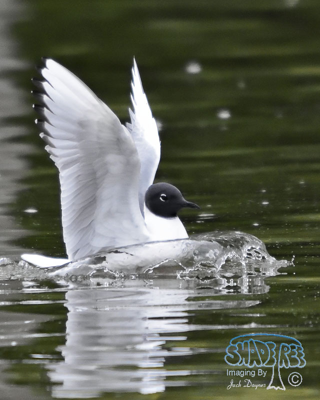 Bonaparte's Gull - Chroicocephalus philadelphia