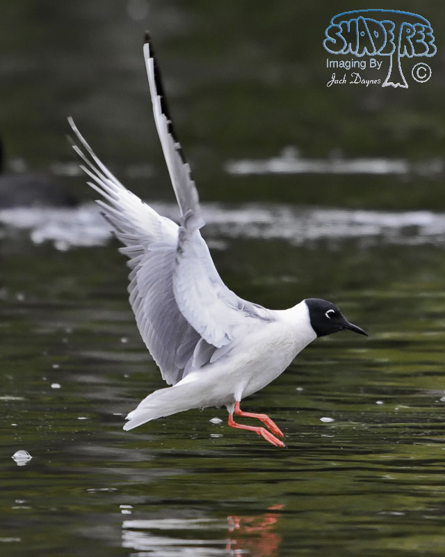 Bonaparte's Gull - Chroicocephalus philadelphia