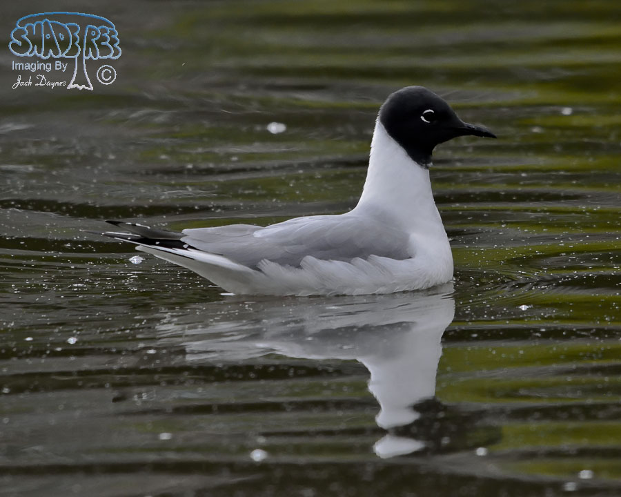Bonaparte's Gull - Larus philadelphia